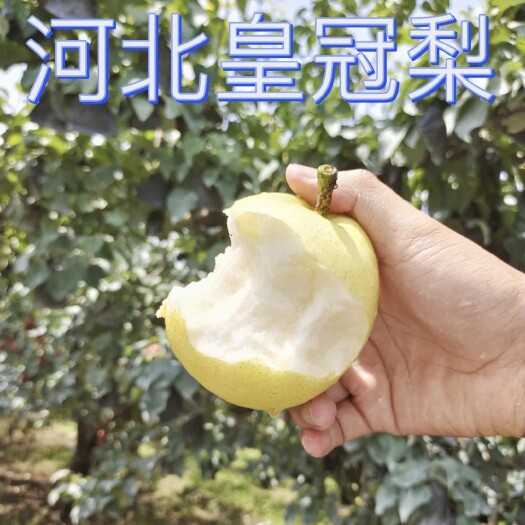 赵县赵州皇冠梨