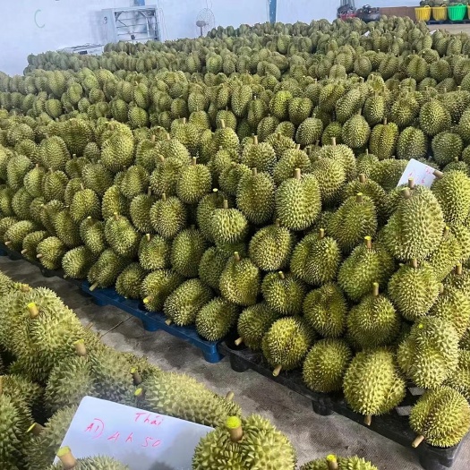 合肥越南金枕a货