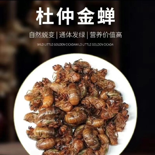 灵宝市精品杜仲金蝉