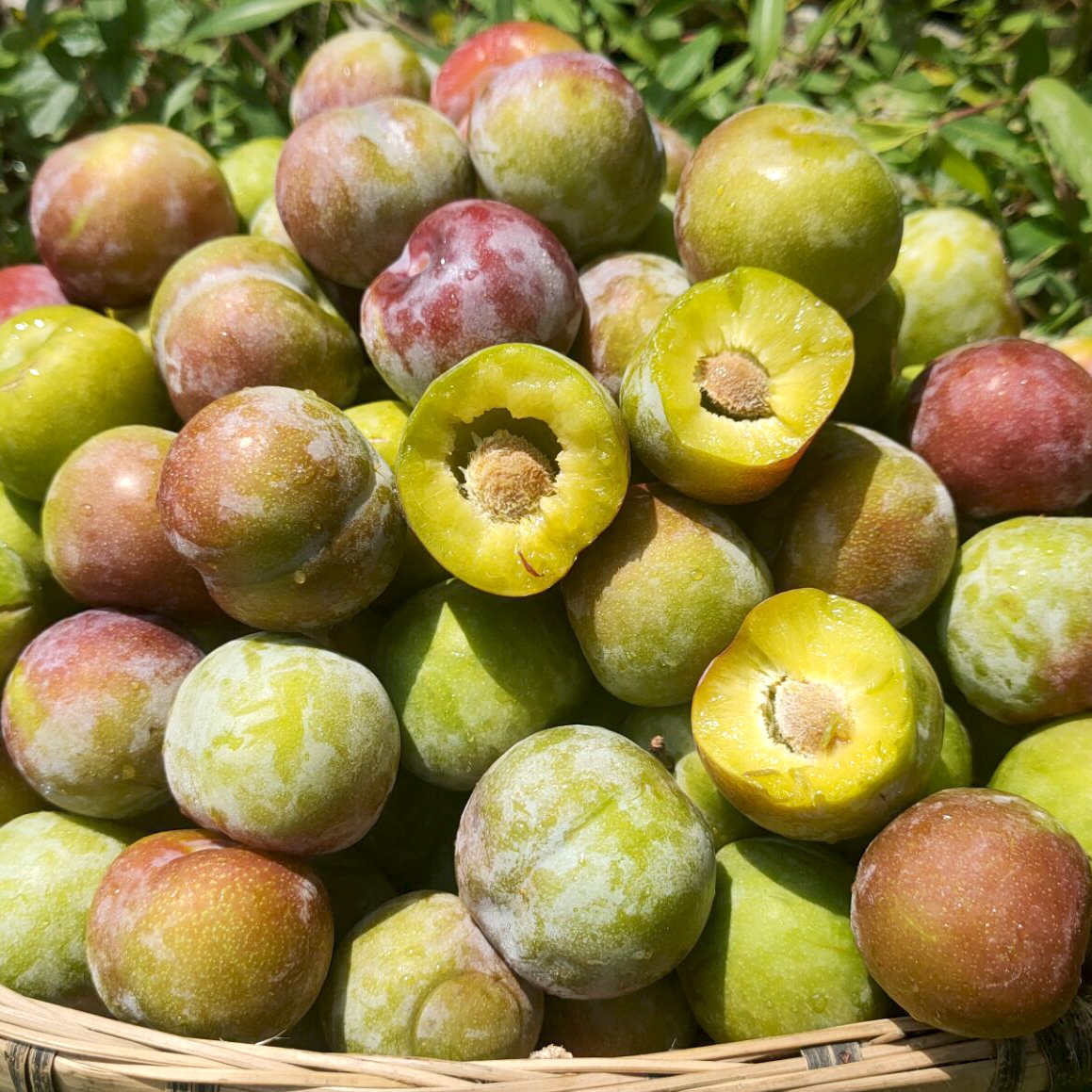 一件代發(fā)批發(fā)，四川半邊紅李子，口感脆甜脫骨，高山晚熟