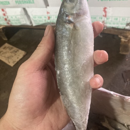 石狮市巴浪鱼 2/3条一斤