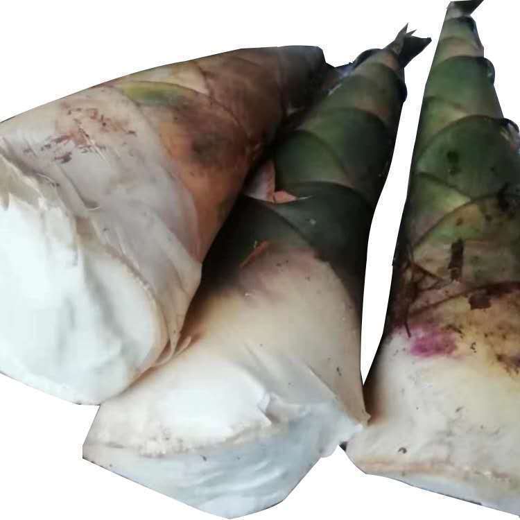 【现挖立发】广西新鲜野生大头竹笋麻竹笋蔬菜甜笋春苦笋可做酸笋