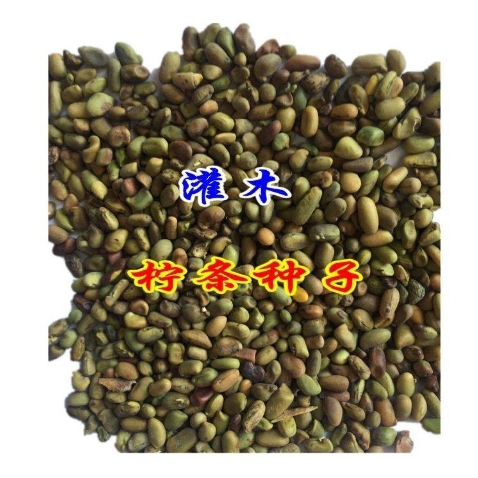 拧条种子 柠条锦鸡儿种子毛条白柠条种子护坡固沙牧草种子