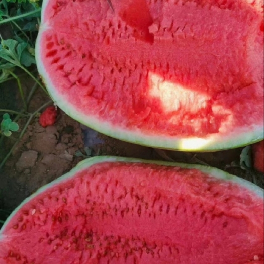 重庆市宁夏石头瓜