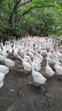 团风县鹅