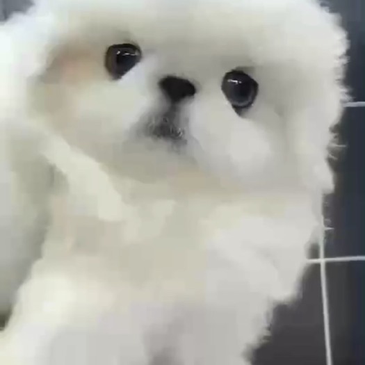 南昌京巴