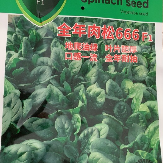成都爬地菠菜50克·全年肉松666
