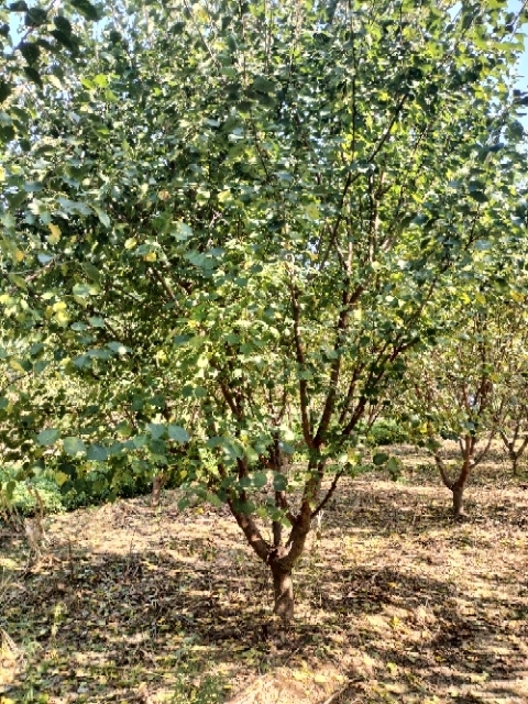 菏泽贵州山杏15公分多少钱一棵，图片1到30公分量大