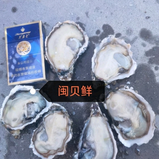 诏安县福建三倍体生蚝 自家吊养 泥货 规格货 产地直发 肥度好