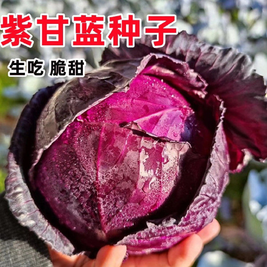 邵东市紫水果甘蓝种子紫色卷心菜紫包菜紫菜种子一年四季蔬菜种子大全