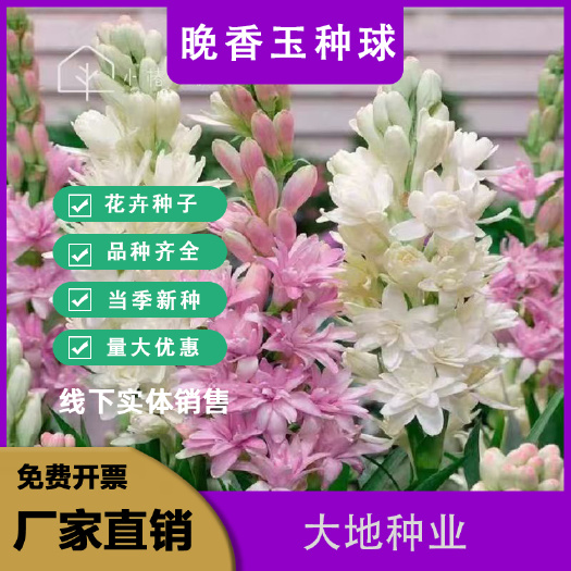 晚香玉种球夜来香花苗浓香型多年生植物室内外庭院四季易种活