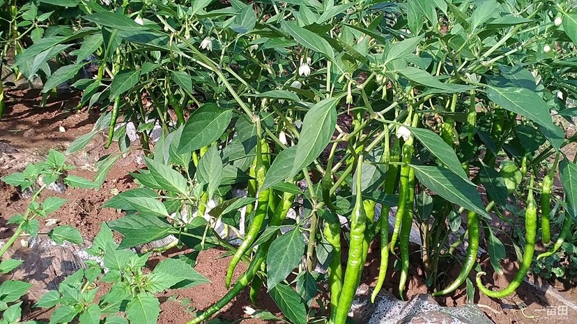 盘州市贵州二荆条辣椒大量上市，基地2000亩，口感香辣，需要的联系