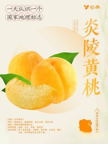炎陵县湖南炎陵黄桃红心5斤10斤礼盒装现摘现发高山黄桃