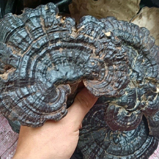 册亨县贵州纯黑灵芝，灵芝，金边灵芝，