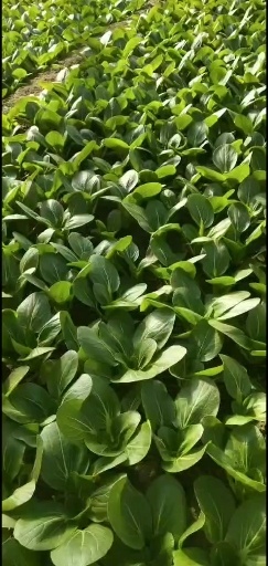 大同各種蔬菜，歡迎各位老板聯(lián)系