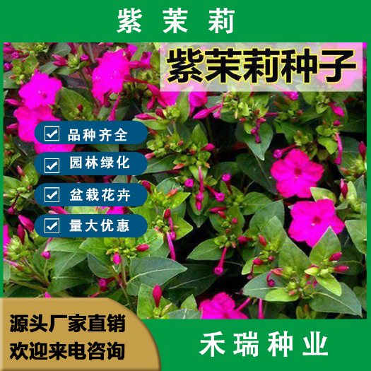 紫茉莉种子地雷花鲜花籽家庭阳台盆栽易活胭脂花夜来香种籽驱蚊虫