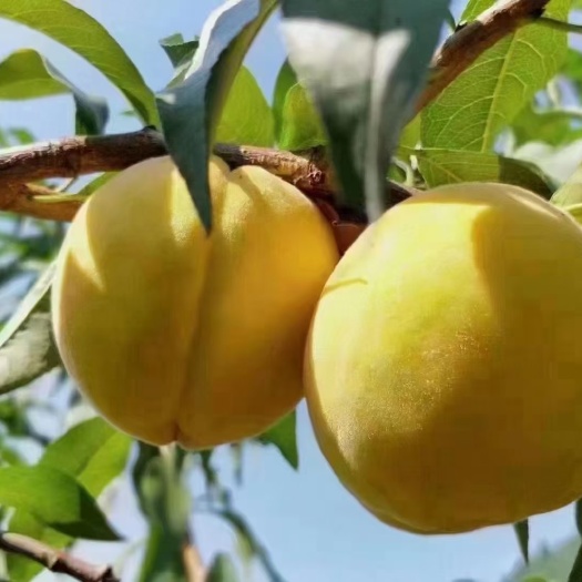 炎陵县湖南炎陵黄桃等髙山水果