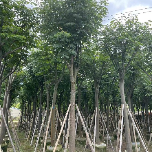 揭阳12分骨架黄山栾树