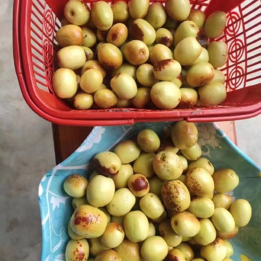 三台县米枣原产地