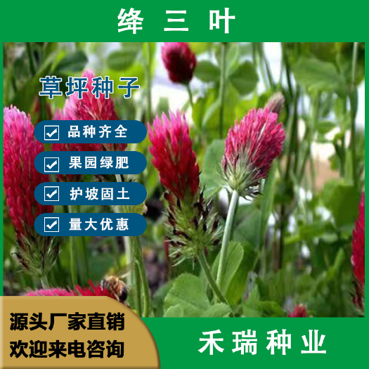 绛三叶草种子绛车轴草地中海三叶草果园绿肥蜜源固土护坡牧草种籽