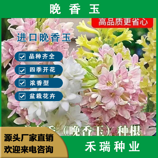 晚香玉种球 夜来香重瓣浓香型多年生植物室内外庭院驱蚊四季花卉