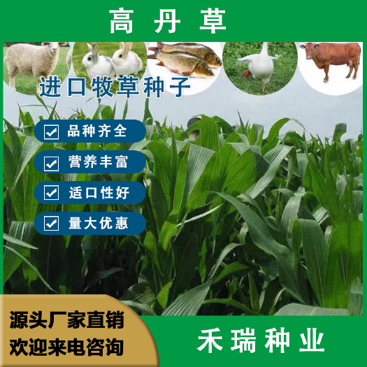 南京高丹王种子，高丹草种子，养殖鸡鸭鹅牛羊牧草种子种籽批发