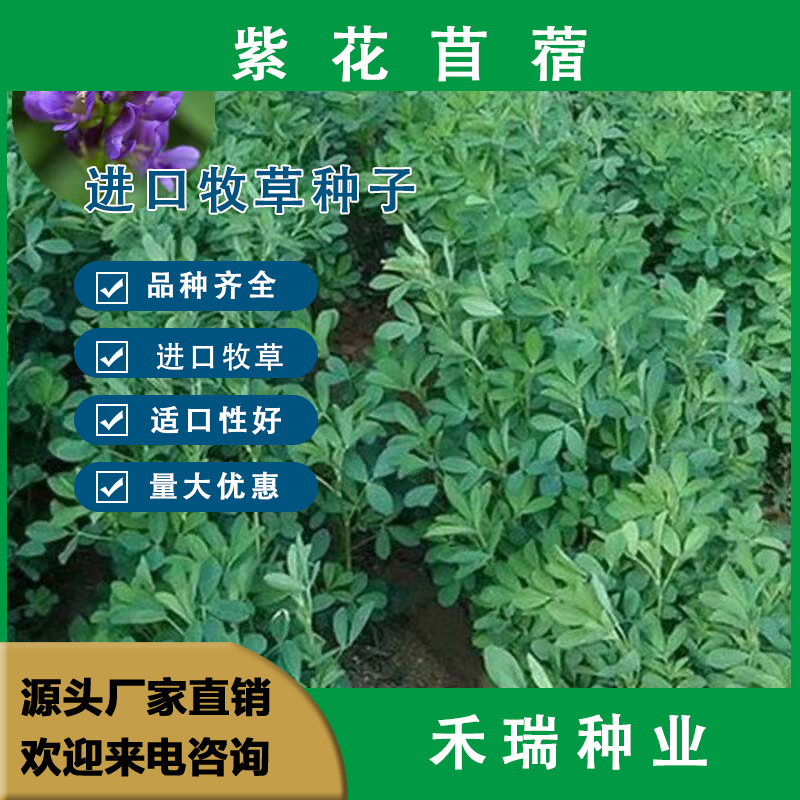 南京紫花苜蓿种子 多年生牧草种子 喂羊牛鸡鸭鹅草鱼牧草种子批发