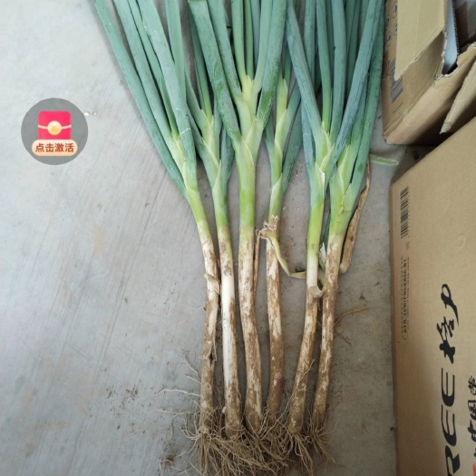 曹县大青葱