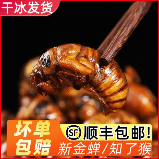 瓦房店市金蝉