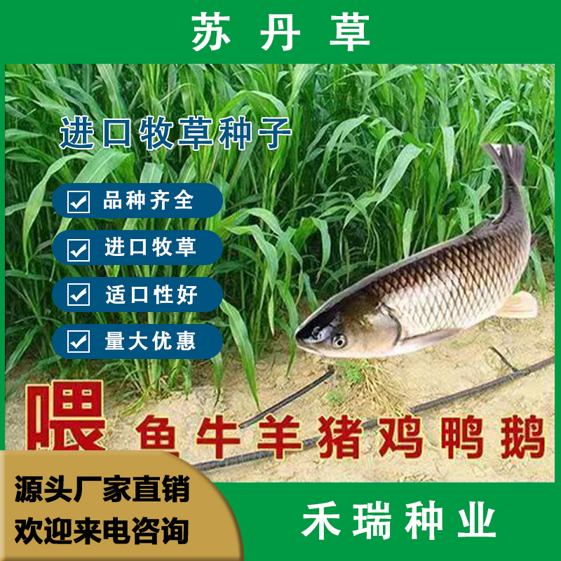 南京苏丹草种子，苏丹草种子籽杂交喂猪牛羊鸡兔养殖鱼草牧草种子
