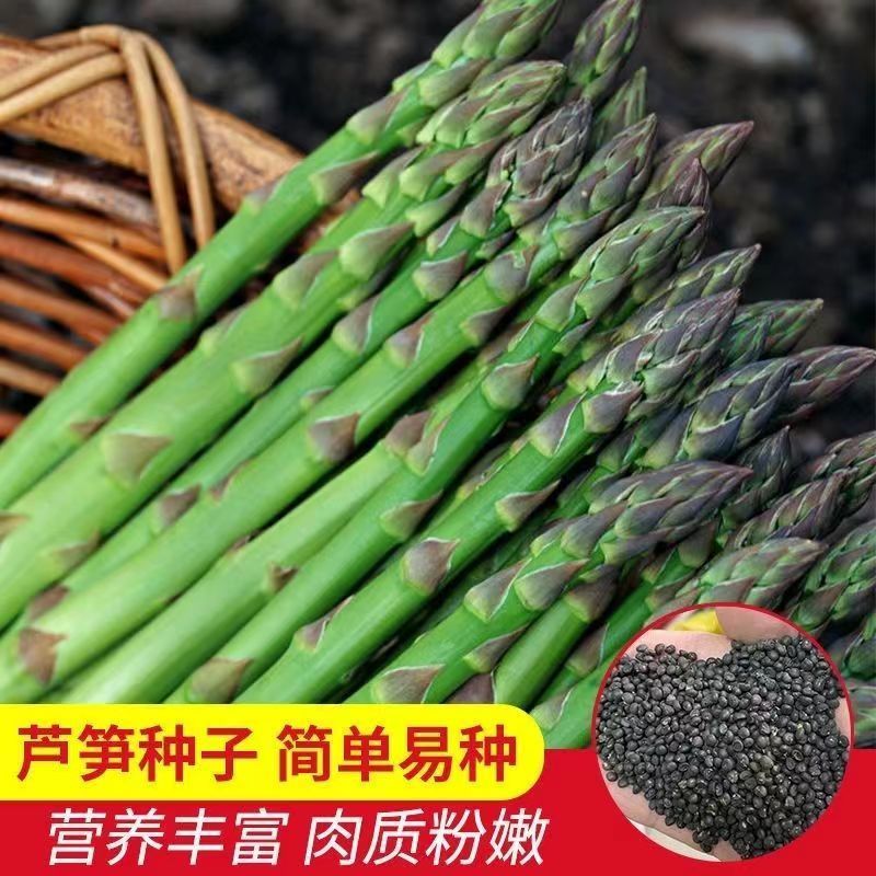 邵东市芦笋种子 四季播种紫芦笋绿芦笋种子 高营养蔬菜种