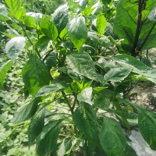 茂县海椒