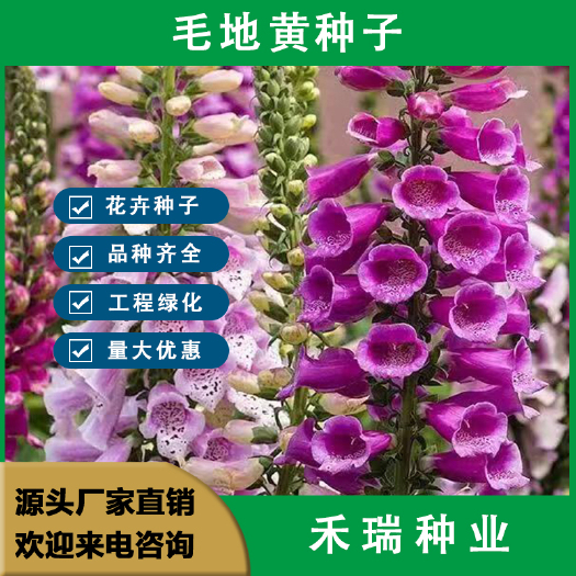 毛地黄种子混色 四季易种趣味观赏盆栽花 多年生花园花境花卉