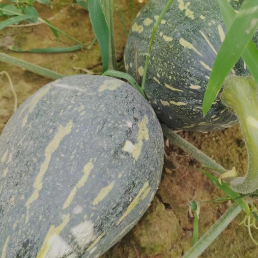 息烽县香芋南瓜