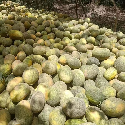 新疆喀什哈密瓜