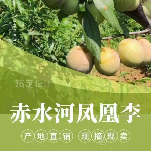 叙永县凤凰李