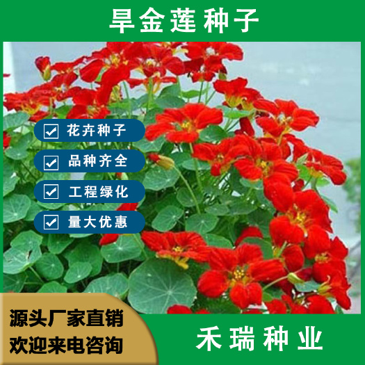 南京旱金莲种子垂吊旱荷花籽草种乌金莲花籽四季盆栽易种爬藤攀爬吊兰