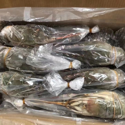 上海刺身级毛塔小青龙（液氮活冻）