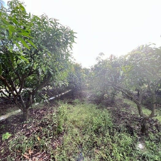 雷州市雷州市白沙镇，急售20亩鸡蛋芒果树出售，大约600颗，5年果