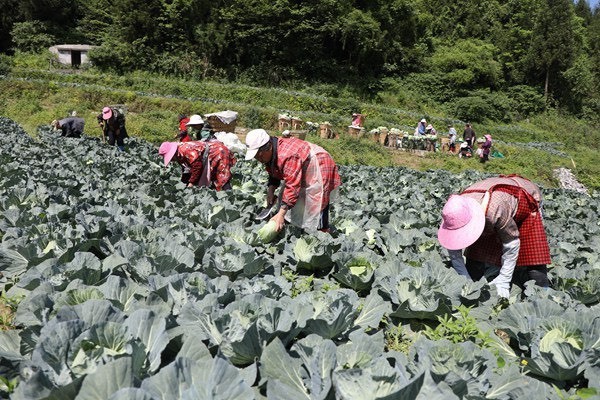 长沙莲花白
