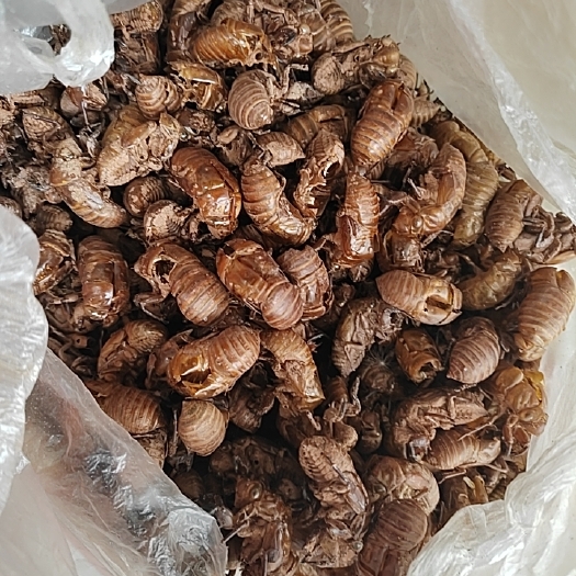 大量收购蝉壳