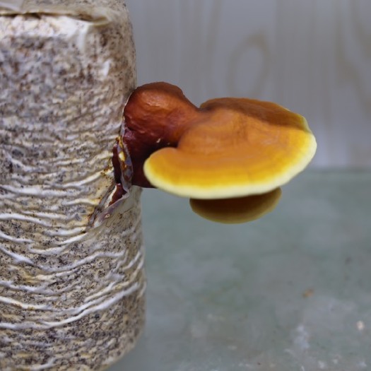 安龙县灵芝菌棒