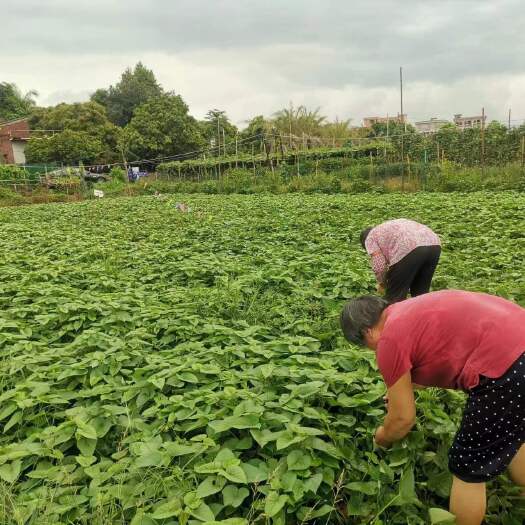 东莞市不用拔皮的番薯叶