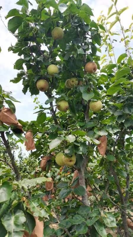 长沙广西青花梨口感鲜嫩多汁非常好吃