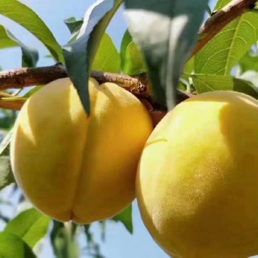 炎陵县湖南省株洲市炎陵县十都镇炎陵黄桃