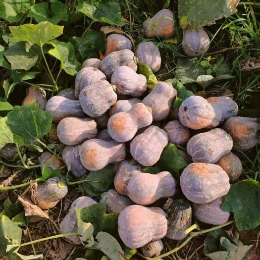 菏泽金香南瓜产地直供
