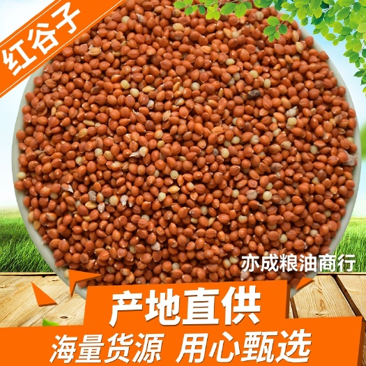 临沂红谷子批发 带壳红小米喂鸟食鸟粮25kg谷子