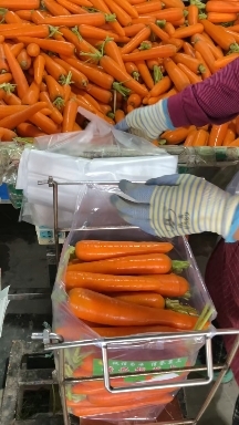 开封胡萝卜