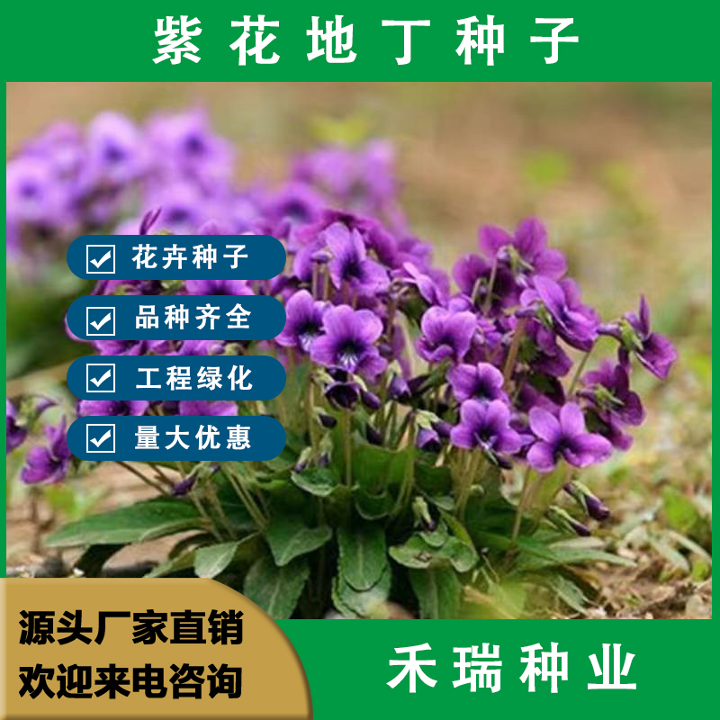 南京紫花地丁种子，多年生耐寒花籽庭院阳台室外四季播地被矮生种籽