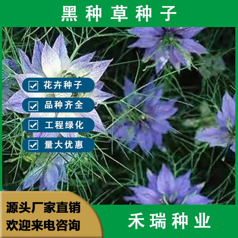 南京黑种草种子，花种子春秋季四季室外盆栽花卉庭院开花不断批发